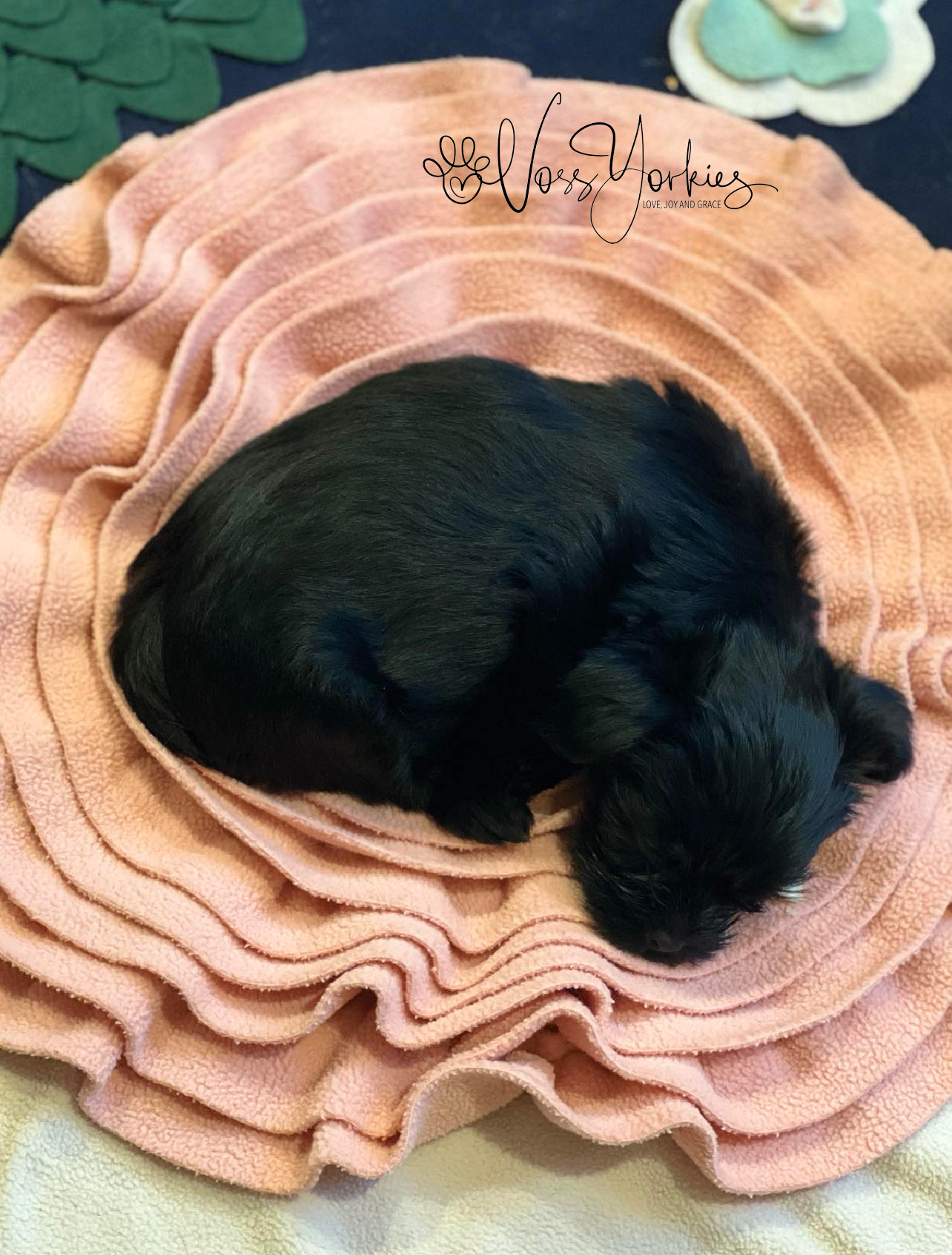 Voss Yorkies Yorkshire Terrier puppy