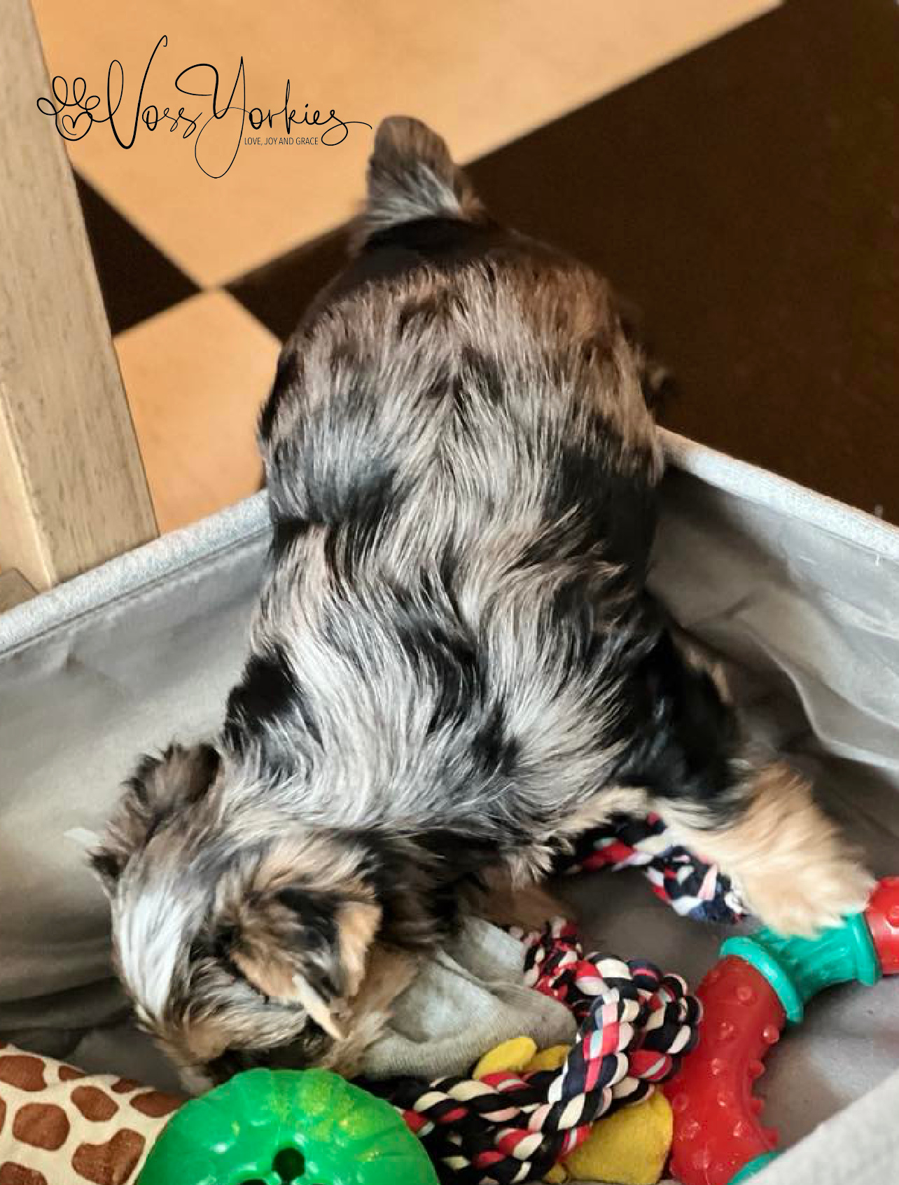 Voss Yorkies Yorkshire Terrier puppy
