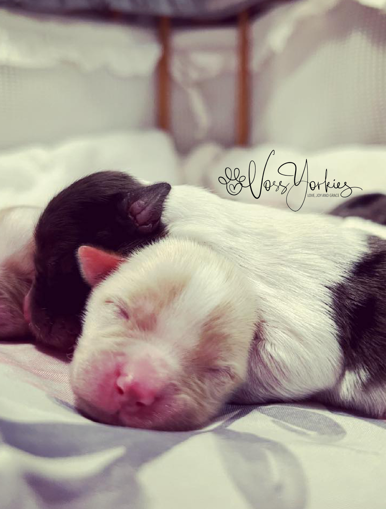 Voss Yorkies Yorkshire Terrier puppy