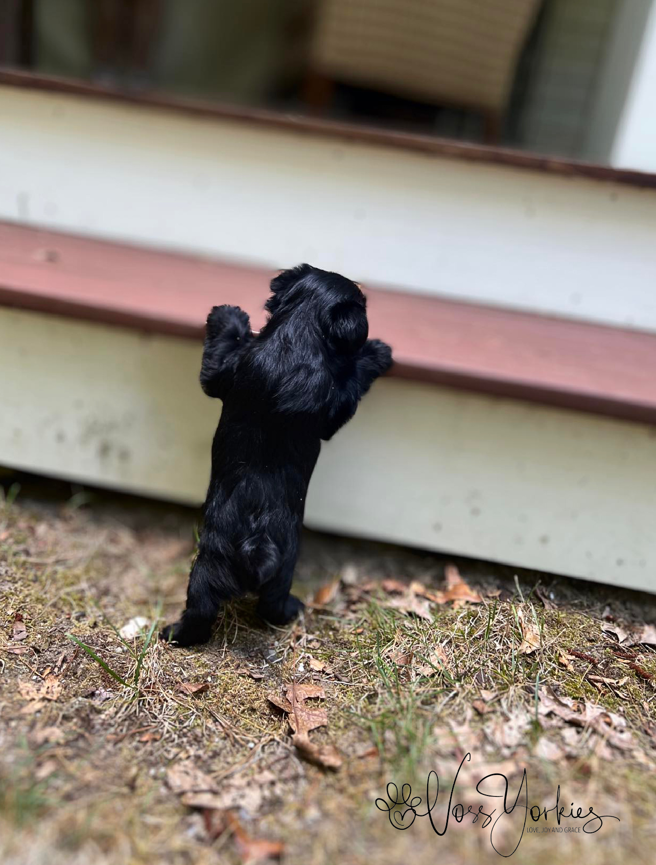 Voss Yorkies Yorkshire Terrier puppy