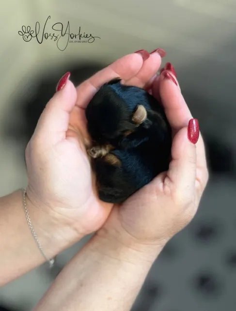 Voss Yorkies Yorkshire Terrier puppy