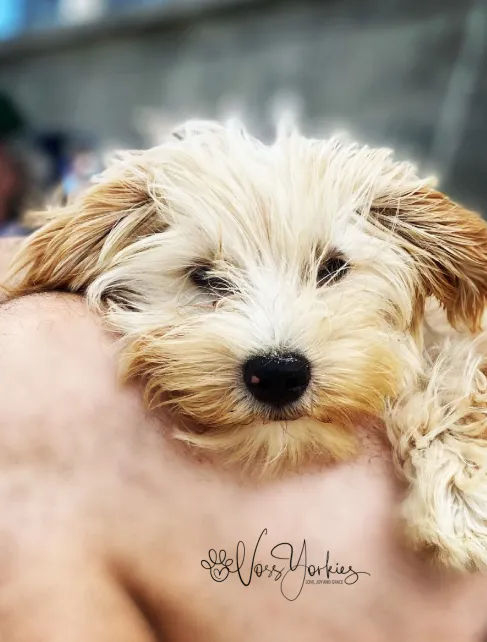 Voss Yorkies Yorkshire Terrier puppy