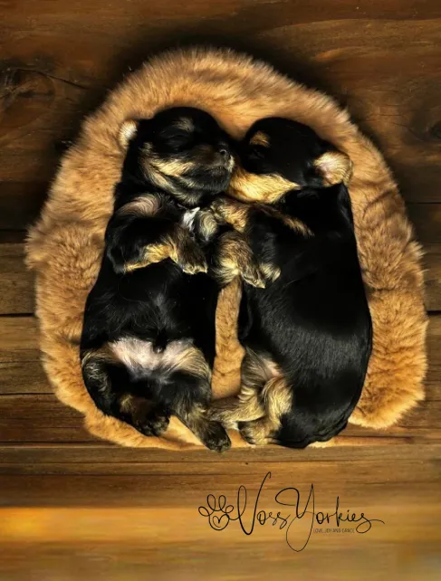 Voss Yorkies Yorkshire Terrier puppy