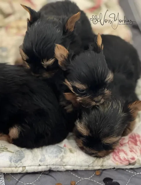 Voss Yorkies Yorkshire Terrier puppy