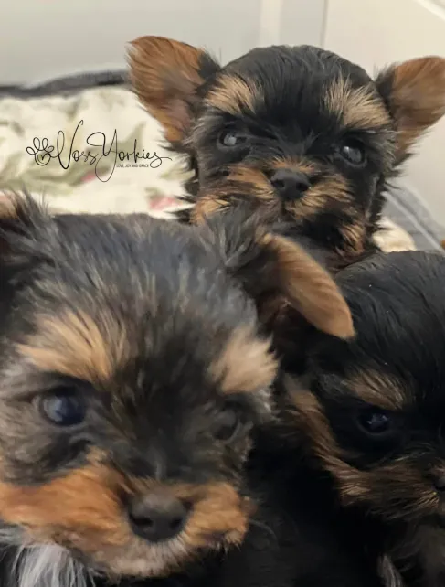 Voss Yorkies Yorkshire Terrier puppy