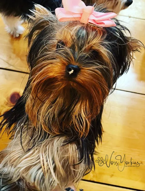 Voss Yorkies Yorkshire Terrier puppy