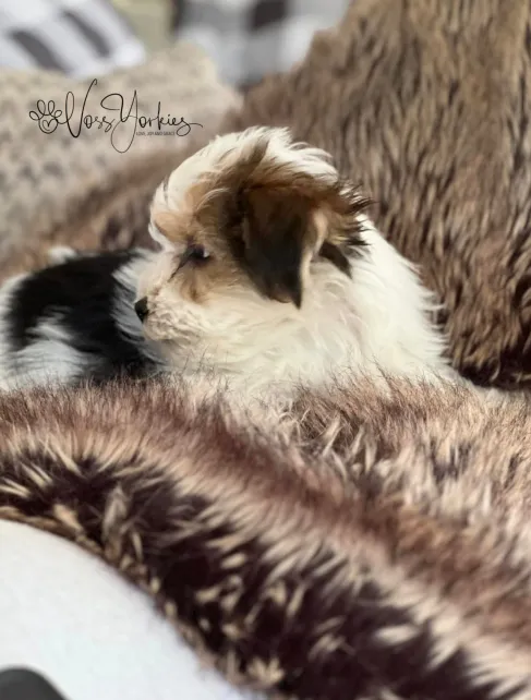 Voss Yorkies Yorkshire Terrier puppy