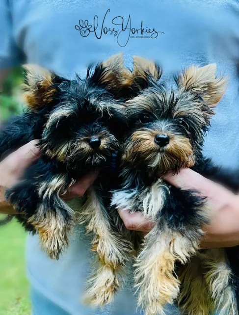 Voss Yorkies Yorkshire Terrier puppy