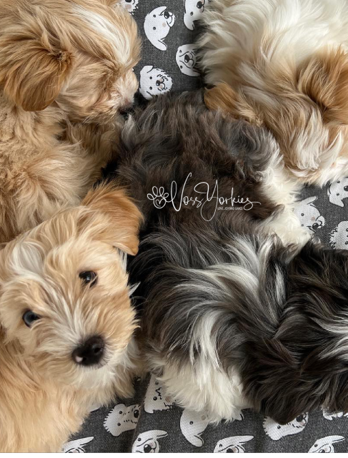 Voss Yorkies Yorkshire Terrier puppy
