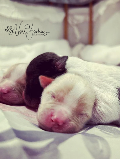 Voss Yorkies Yorkshire Terrier puppy