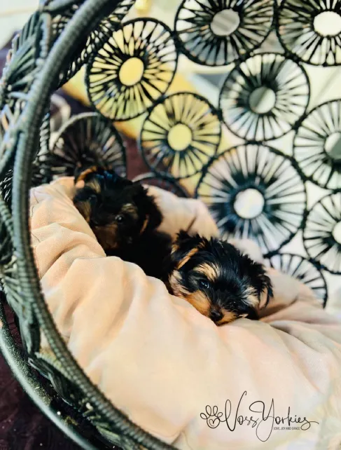 Voss Yorkies Yorkshire Terrier puppy