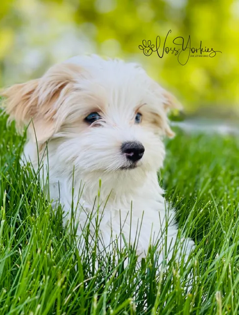 Voss Yorkies Yorkshire Terrier puppy