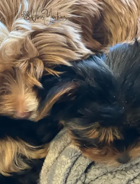 Voss Yorkies Yorkshire Terrier puppy