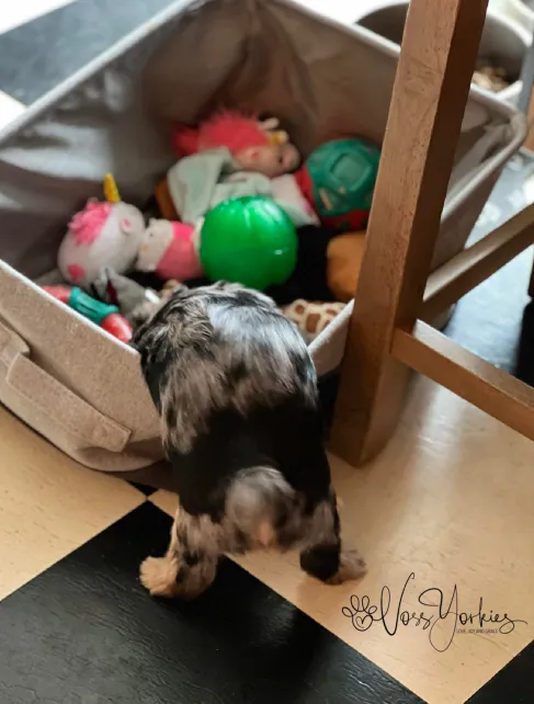 Voss Yorkies Yorkshire Terrier puppy