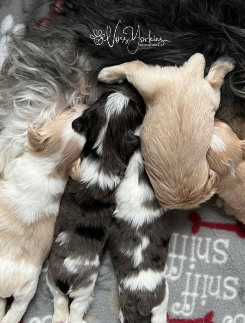 Voss Yorkies Yorkshire Terrier puppy