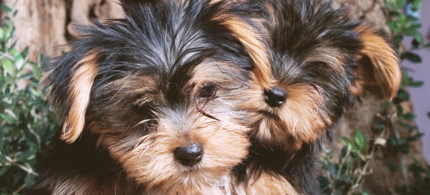 Voss Yorkies puppies