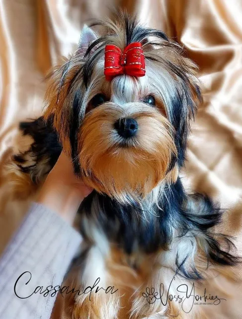 Cassandra — Voss Yorkies Yorkshire Terrier