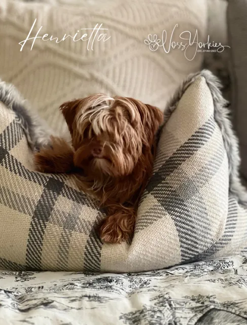 Henrietta — Voss Yorkies Yorkshire Terrier
