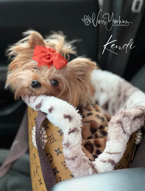 Kendi — Voss Yorkies Yorkshire Terrier