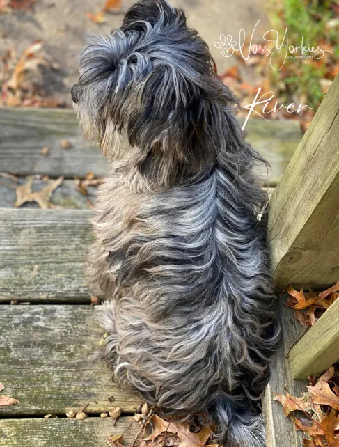 River — Voss Yorkies Yorkshire Terrier