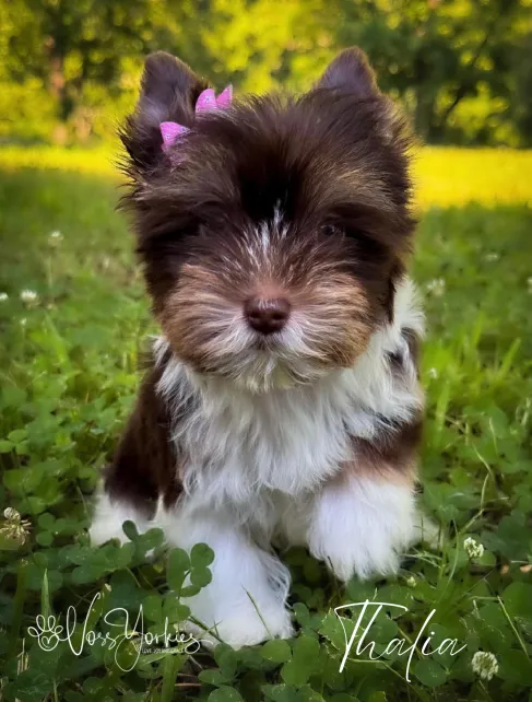 Thalia — Voss Yorkies Yorkshire Terrier