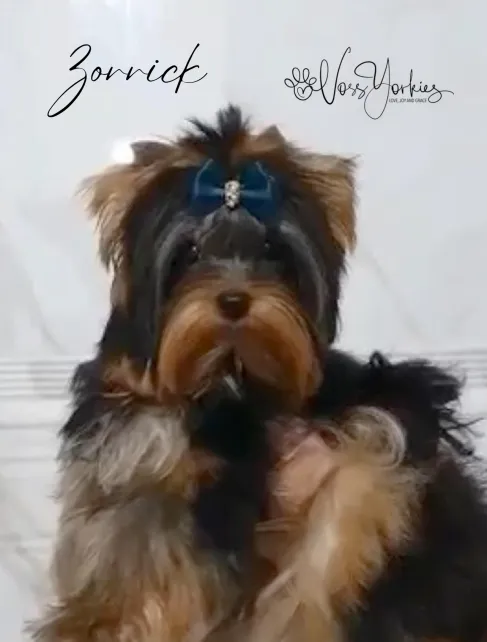 Zorrick — Voss Yorkies Yorkshire Terrier