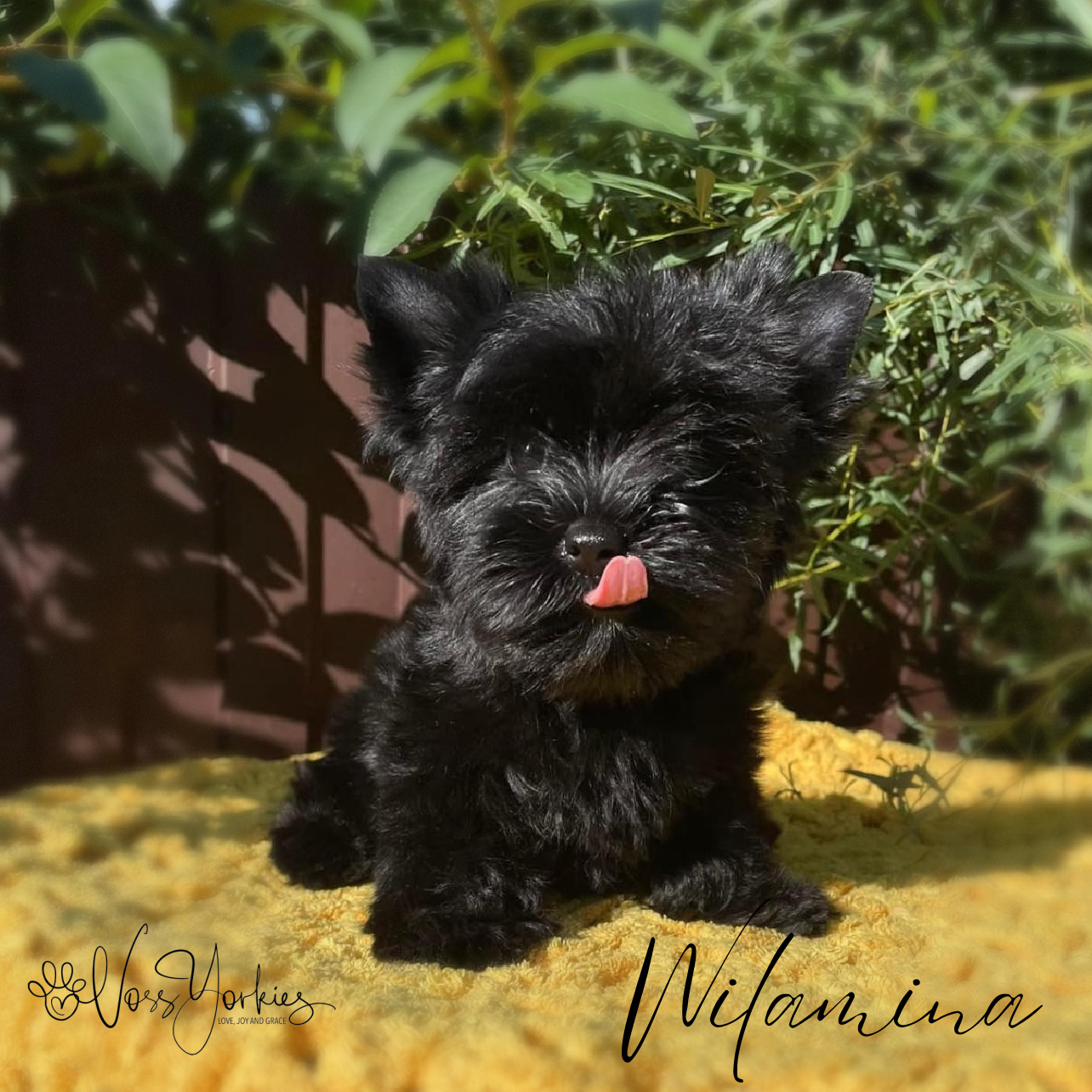 River — Voss Yorkies Yorkshire Terrier