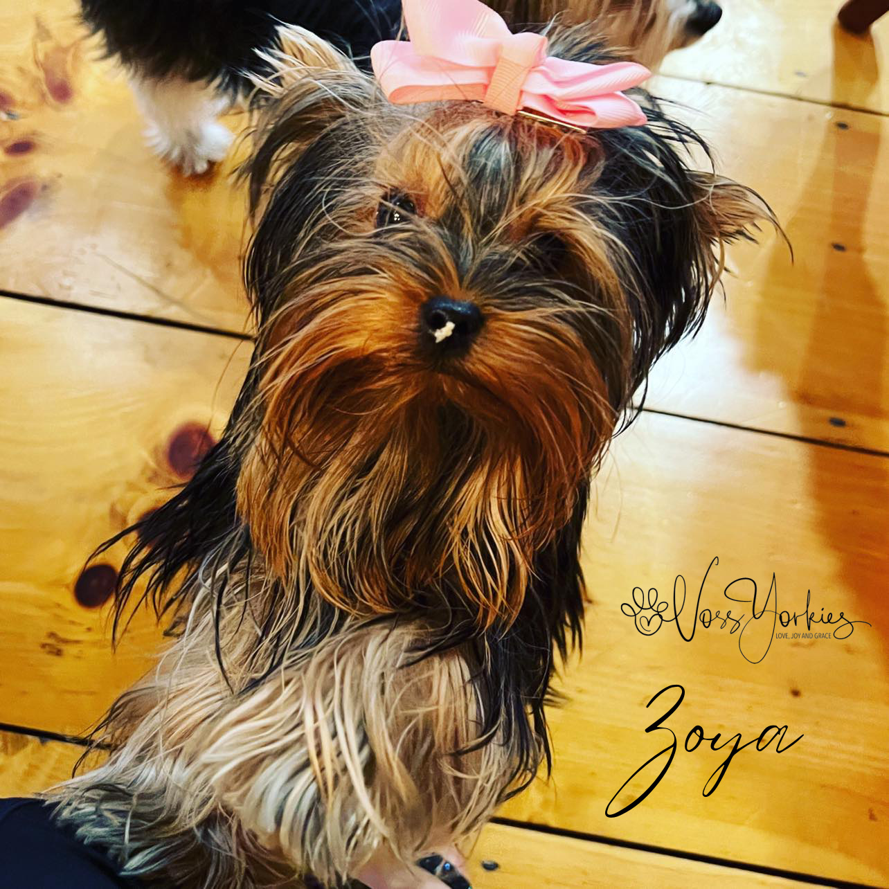 Zoya — Voss Yorkies Yorkshire Terrier