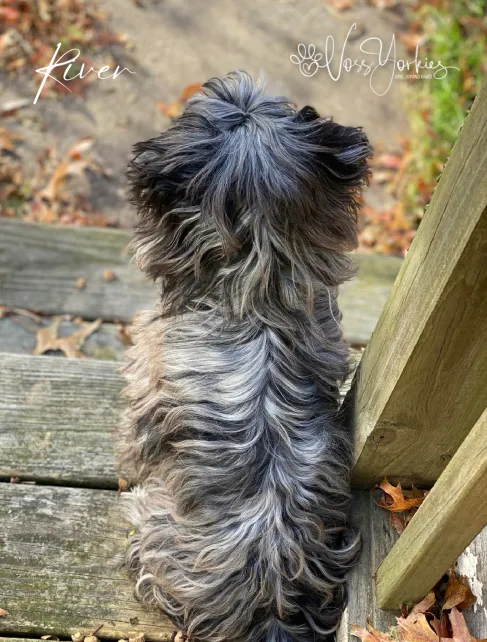 River, a Voss Yorkies puppy