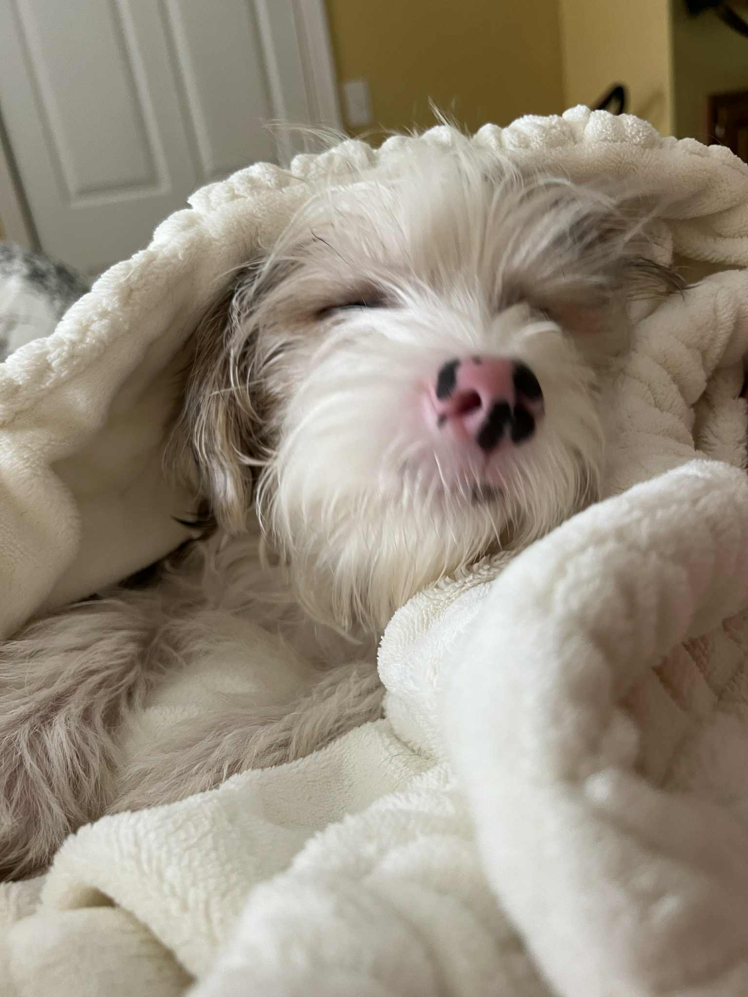 A Voss Yorkies puppy at home with their family