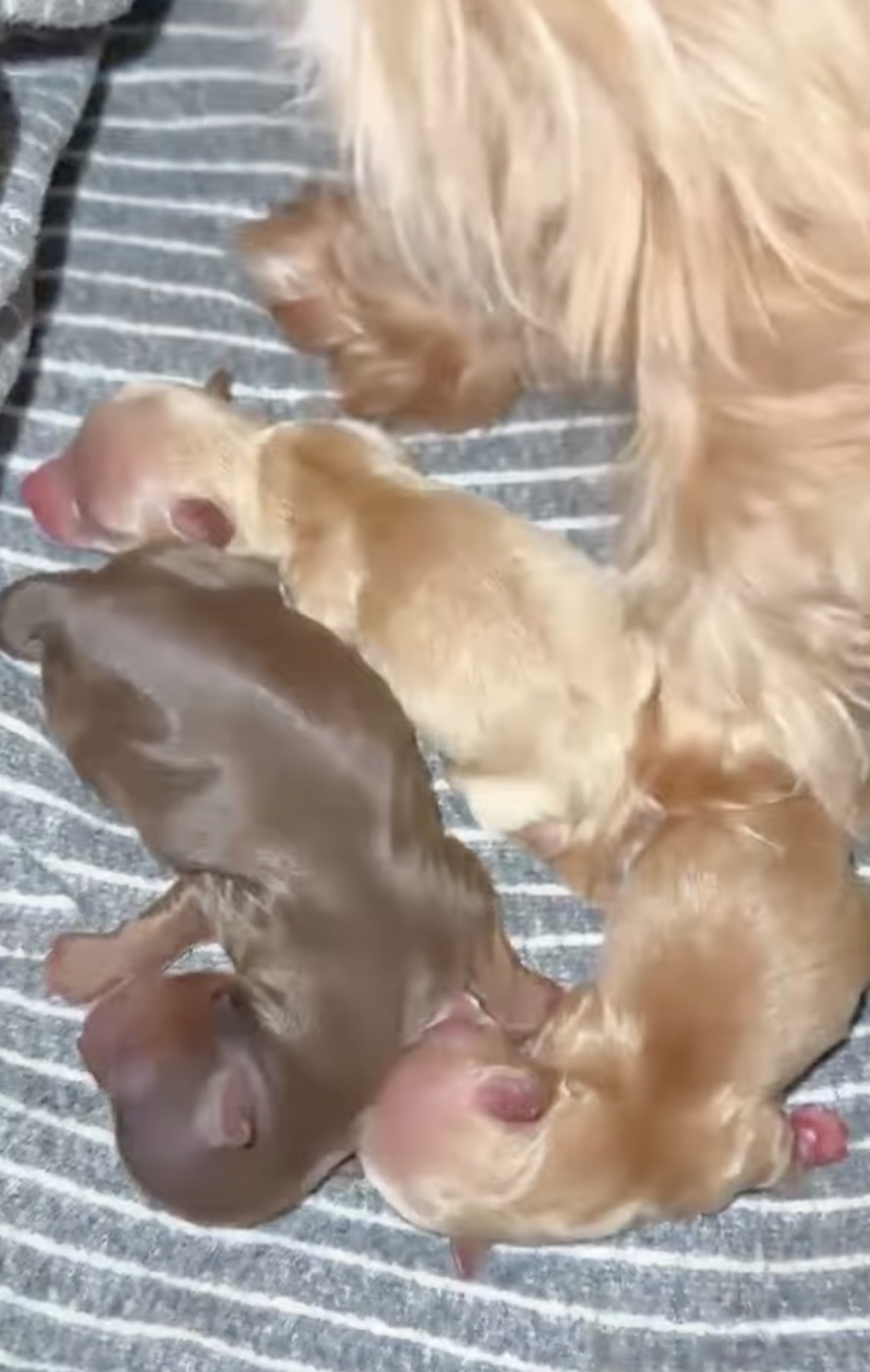 Yorkies Available, a Yorkshire Terrier puppy raised at Voss Yorkies