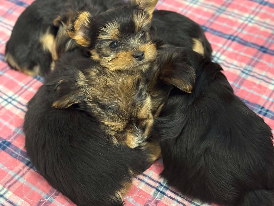 Yorkies Available MA, a Yorkshire Terrier puppy raised at Voss Yorkies