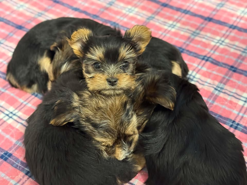 Yorkies Available MA — photo 2