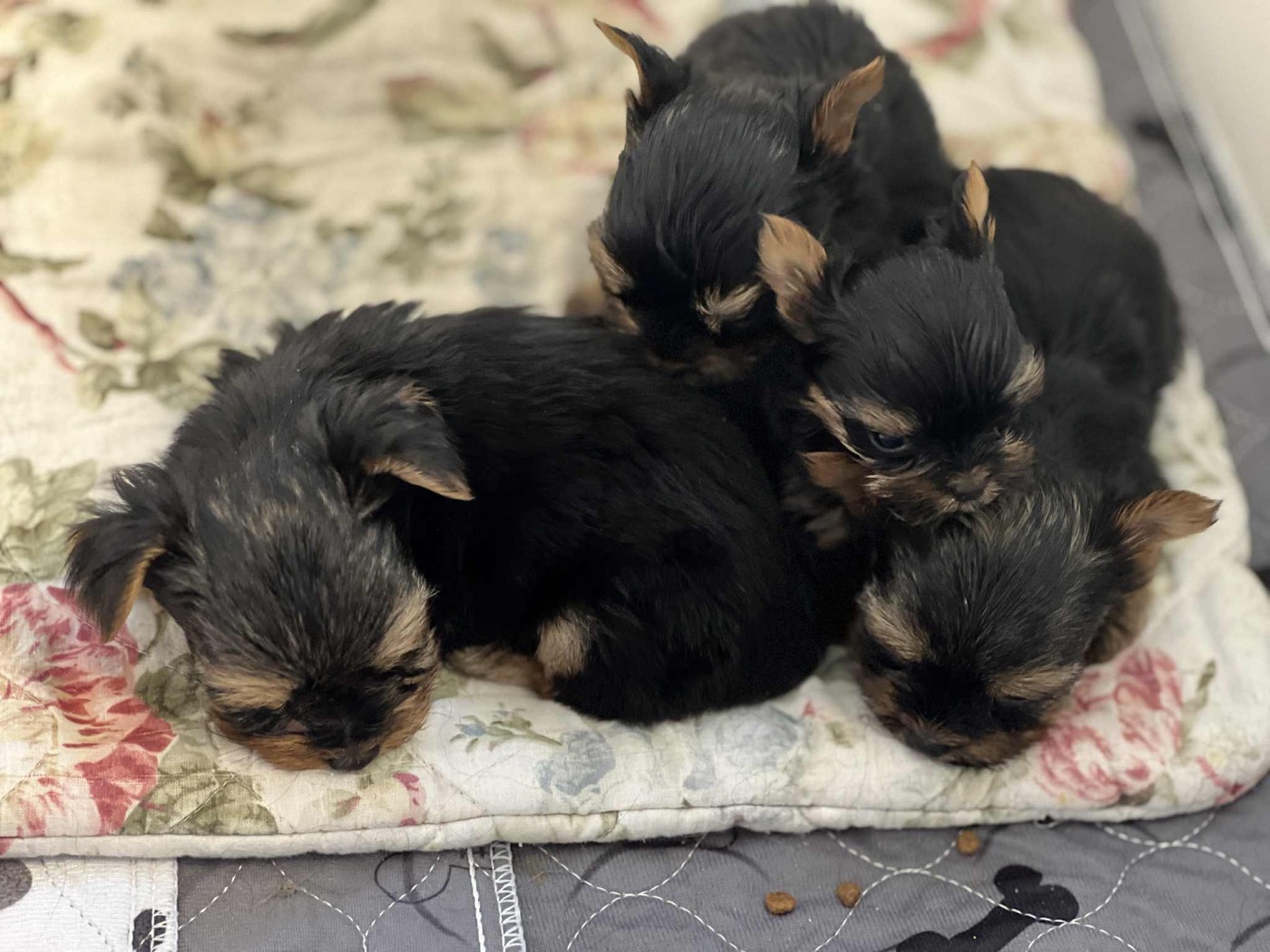 Babydoll Yorkies, a Yorkshire Terrier puppy raised at Voss Yorkies