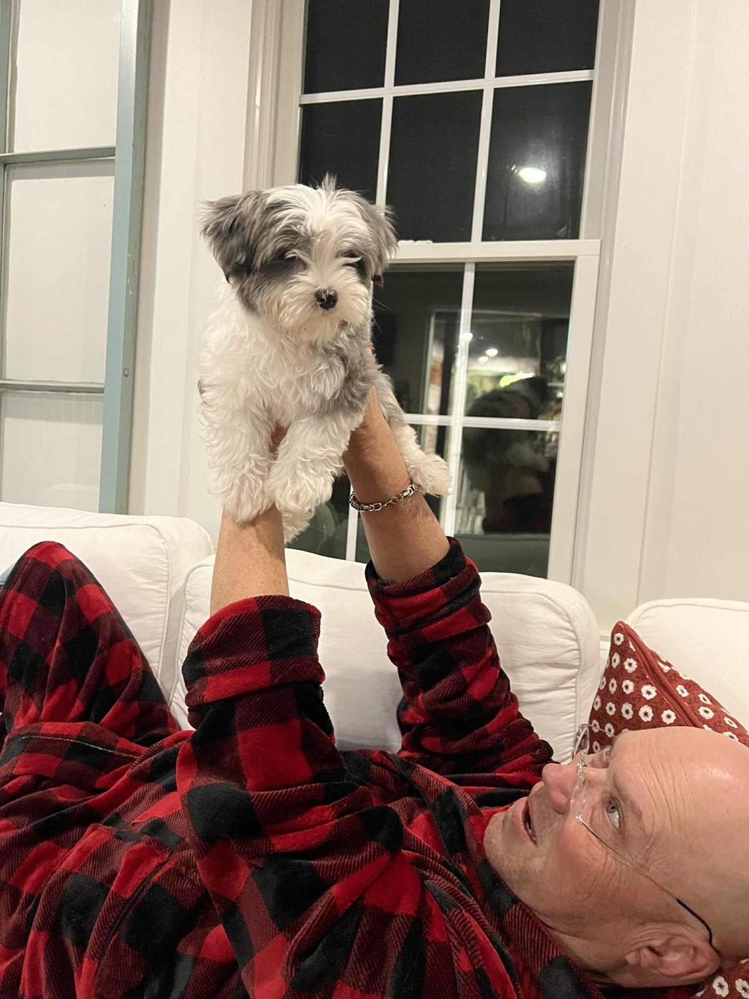 Seven, a Yorkshire Terrier puppy raised at Voss Yorkies